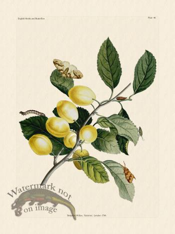 Wilkes Butterflies 040